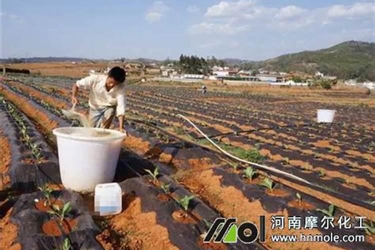 硝酸钾尿素晶体二铵三者怎样可以调出平衡肥