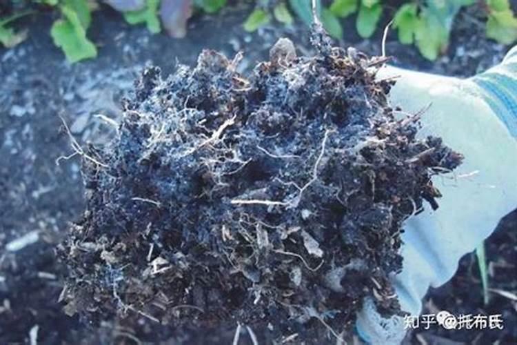 花椒叶煎饼如何做,香脆味浓,吃一个还不够呢？