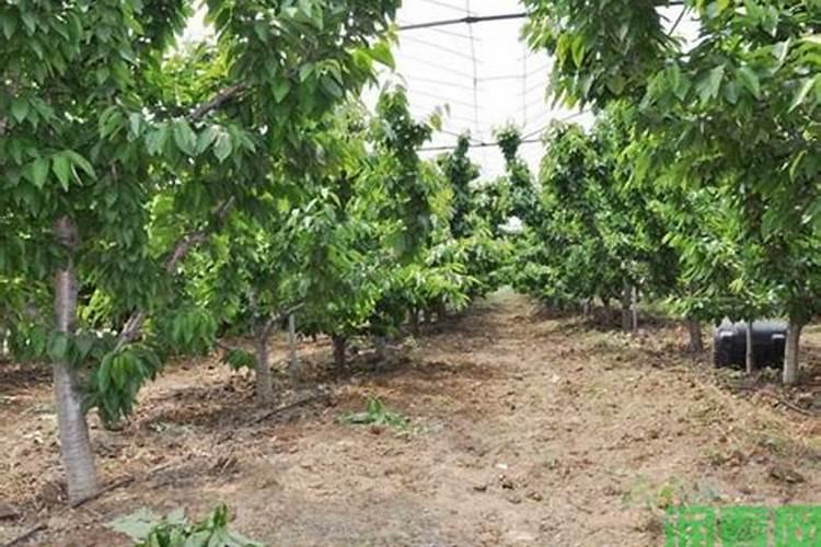 毛樱桃适合在南方生长吗