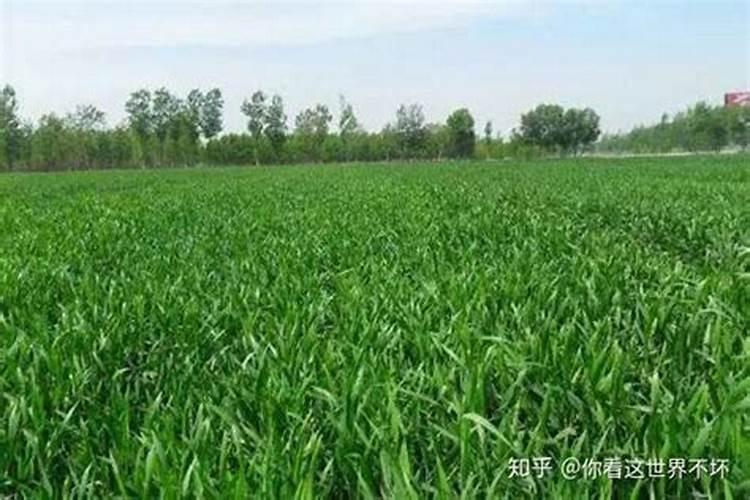 含腐植酸水溶肥料使用方法