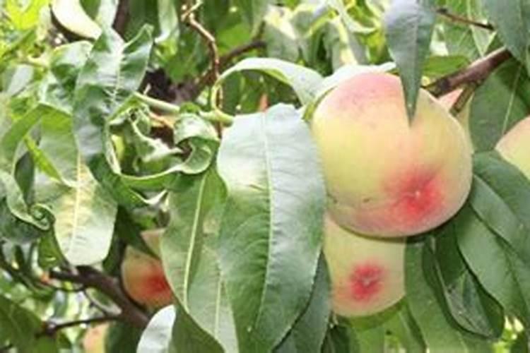 桃树开花喷什么药