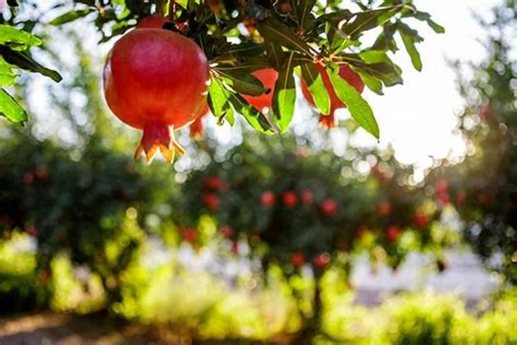 石榴树上上什么肥料