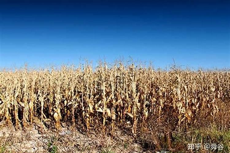 施可丰玉米专用肥价格表