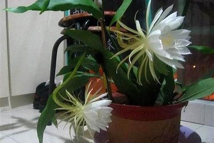 昙花叶面肥怎么施