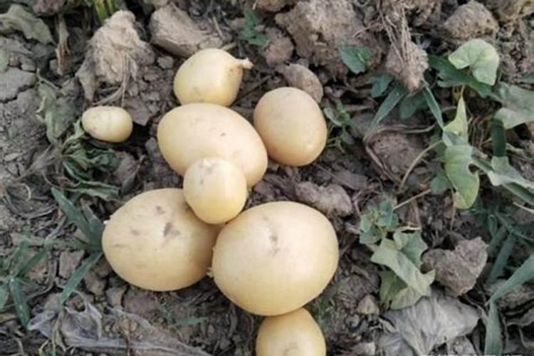 请问种植土豆用什么肥能获得高产呢？