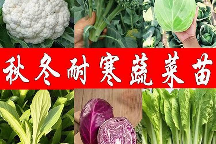 生菜需要追肥吗？用什么肥料好？