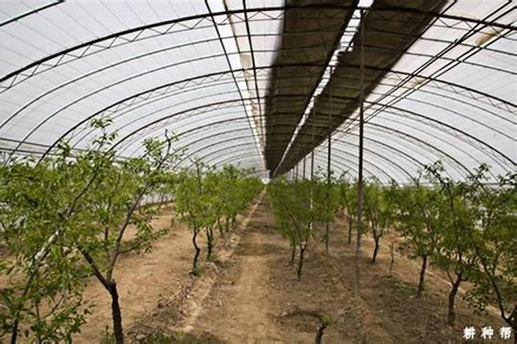 枣树哪时候适合施肥枣树什么时候施肥