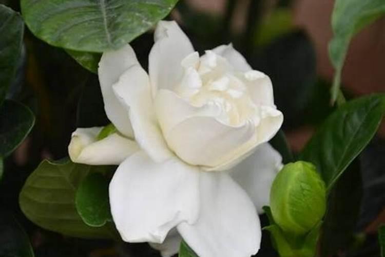 尿素可以用来给栀子花施肥吗