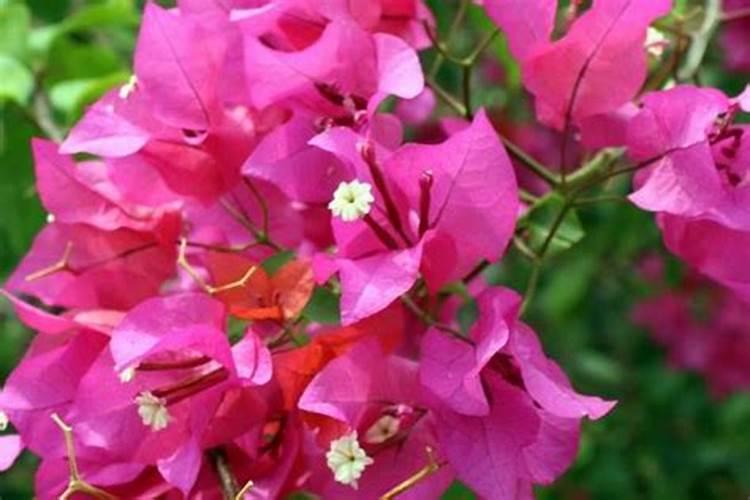 夏季三角梅开花是否可以施肥