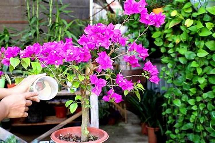 三角梅 开花后要施什么肥