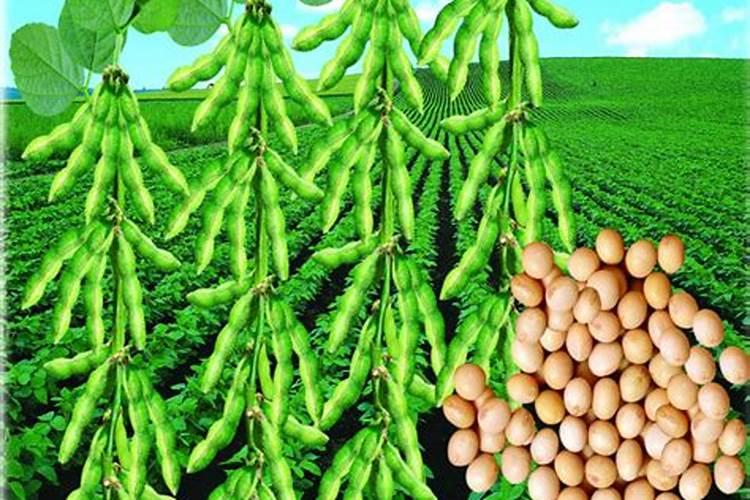 种植大豆需要用什么肥？