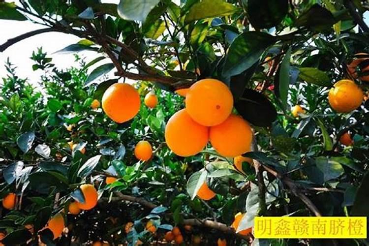 伦晚脐橙的肥水管理