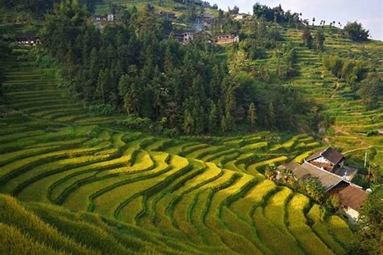 政和白茶的价格是多少钱一斤,政和白茶价格表