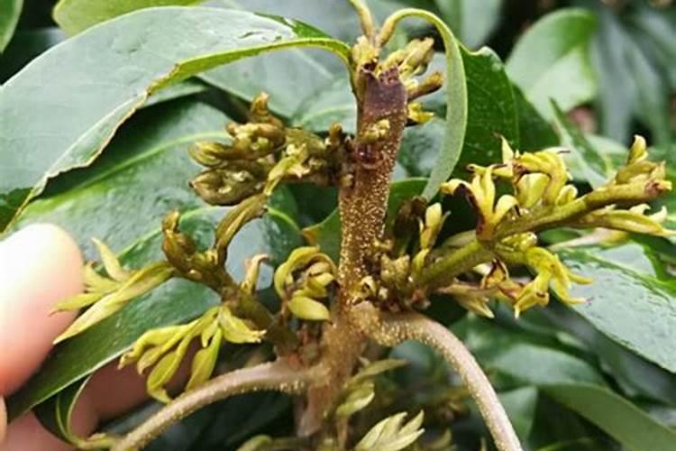 荔枝有哪些营养失调症状与补救措施？