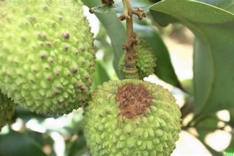 荔枝营养失调症该如何选择正确的配方施肥方案？