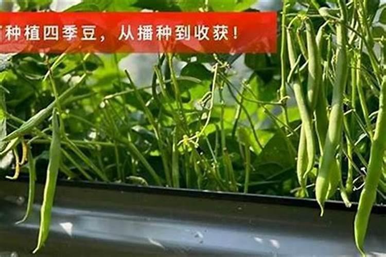 种植四季豆提高产量的施肥技巧有哪些 四季豆应该怎么养殖