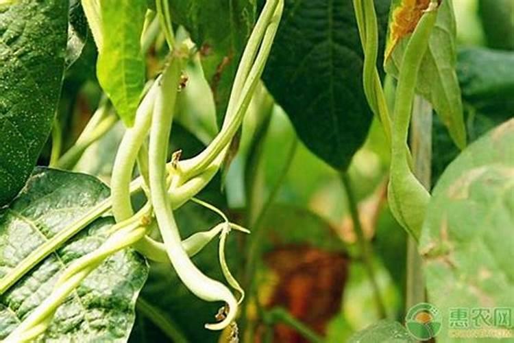 在农村里四季豆怎么种？种植四季豆的架子要怎么搭？