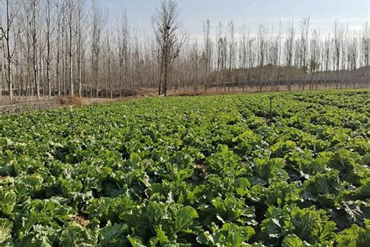 种白菜如何补施钙肥 白菜高产的方法是什么