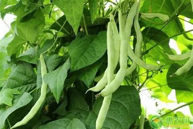 种植四季豆提高产量的施肥技巧有哪些 四季豆应该怎么养殖