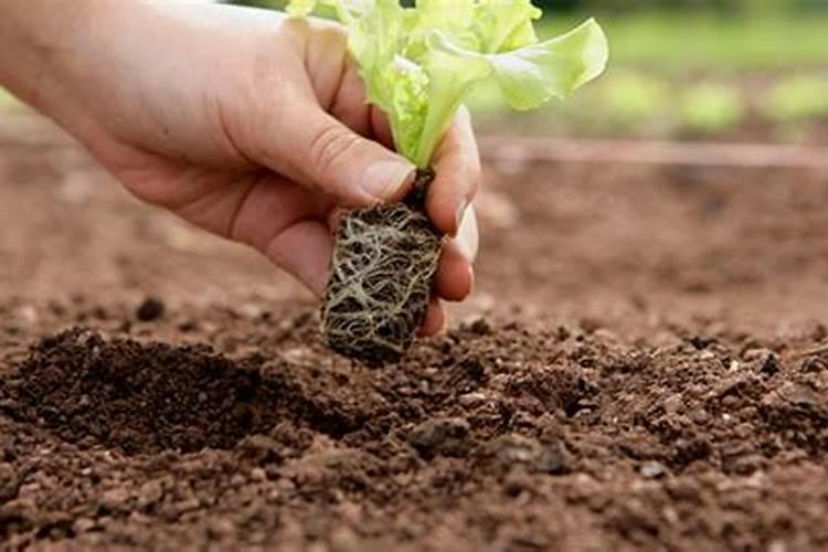 种白菜如何补施钙肥 白菜高产的方法是什么