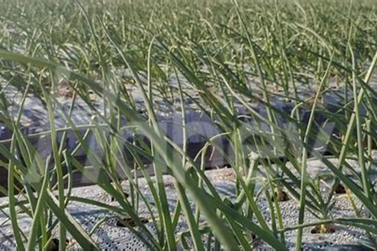 石河子开发区富康源生物科技有限公司怎么样？