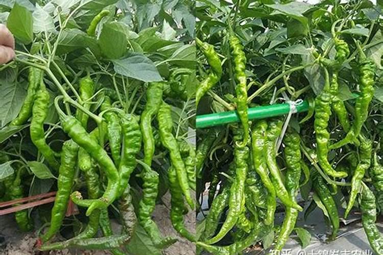 螺丝椒肥料最佳时间