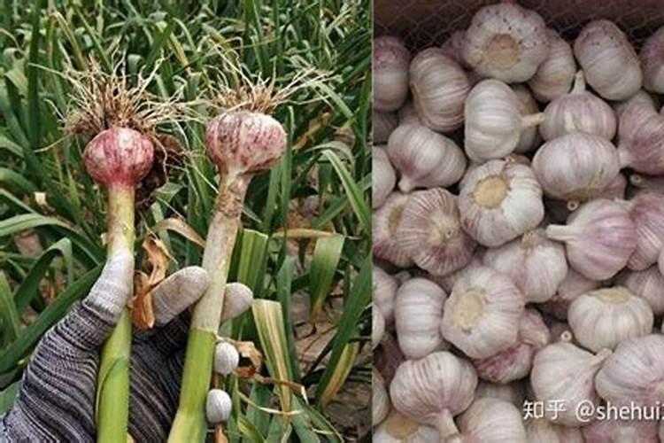 大蒜追肥施什么肥料好？早春大蒜如何管理？大蒜施什么肥蒜头大？