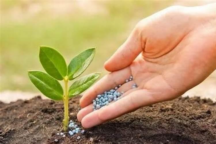 冲施肥过量的危害