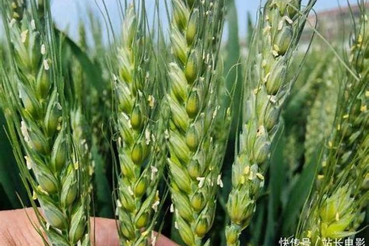 小麦瘪粒不结实,拔节后喷2次硼肥,籽粒颗颗饱满,增产明显