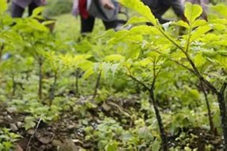 如何用草木灰消毒魔芋 草木灰如何使用