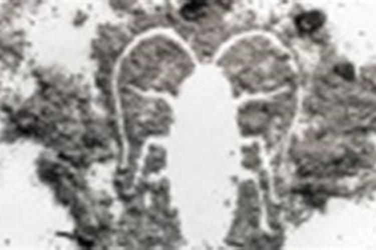 如何用草木灰消毒魔芋