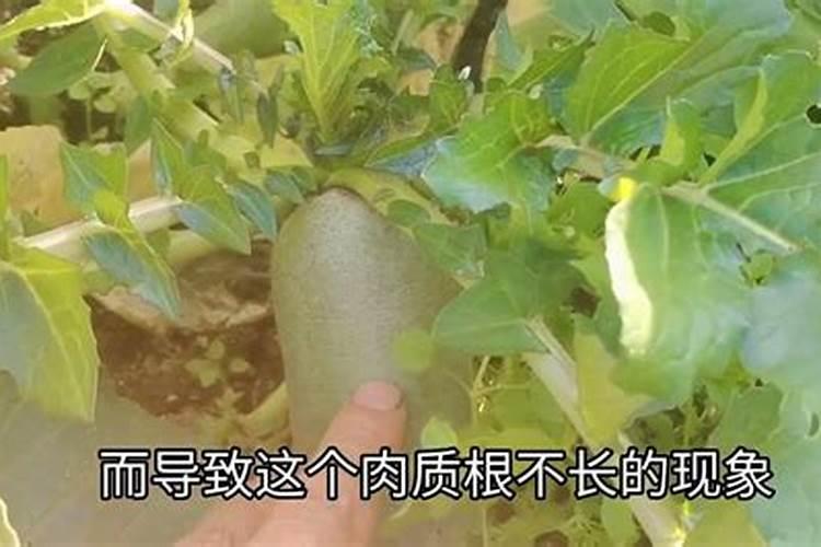 种萝卜用什么有机肥效果好？怎么施肥？