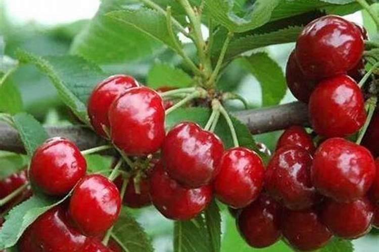 樱桃树秋季施什么肥最好