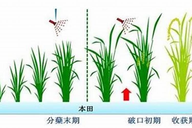 水稻返青肥什么时候用 肥料选择什么好