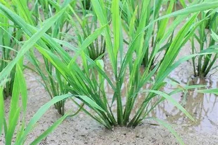 水稻返青肥用什么肥好