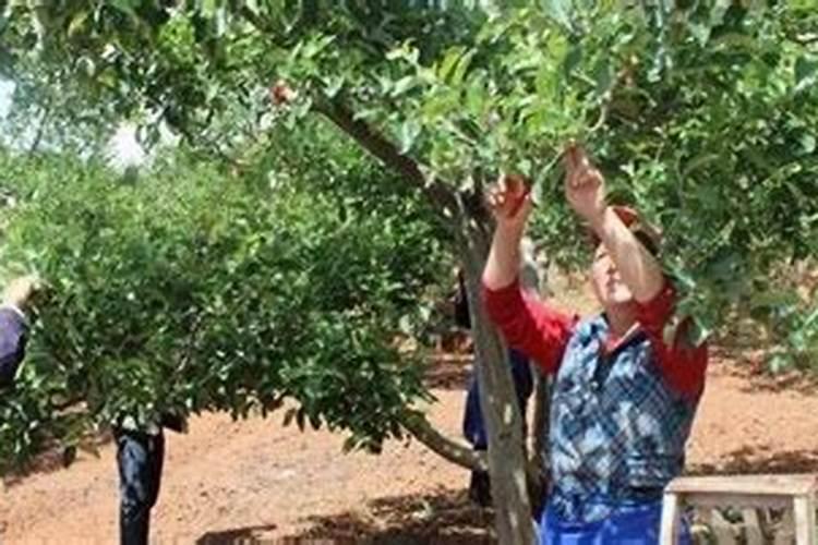 桃套袋前打什么药