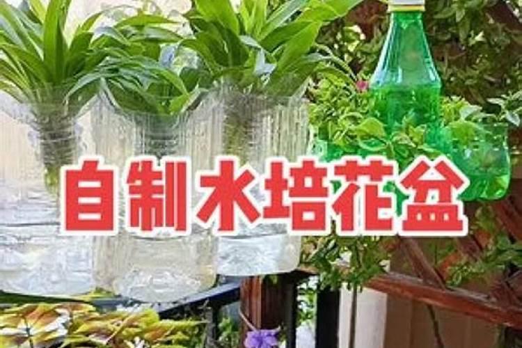 家庭盆栽茶花怎么配土？