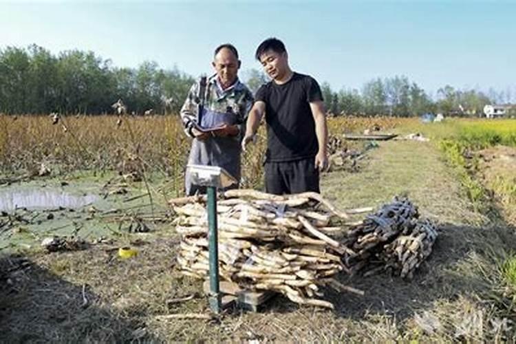 莲藕为什么要下锌肥和硼肥