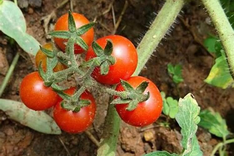 种红薯如何使用钾肥 可以开始第1次追肥