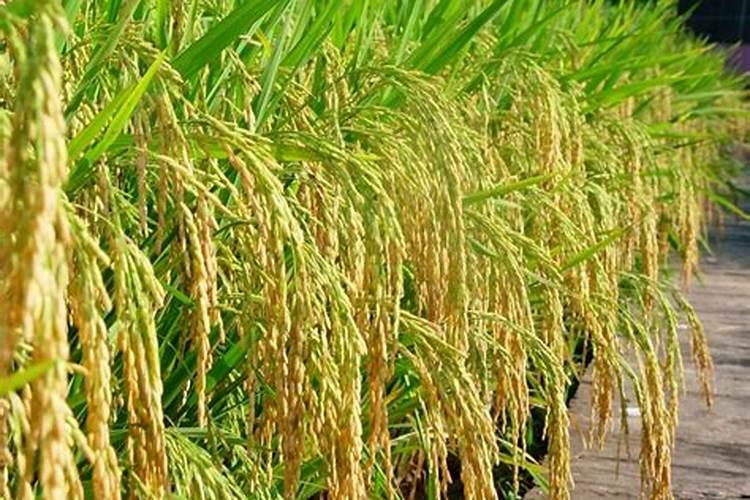 种植水稻用什么牌子复合粒肥好