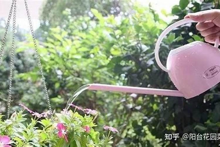 养花用这几种肥料最好