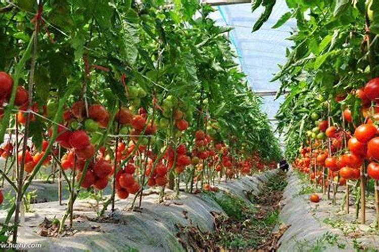 大棚番茄想获高产,后期如何进行追肥呢？