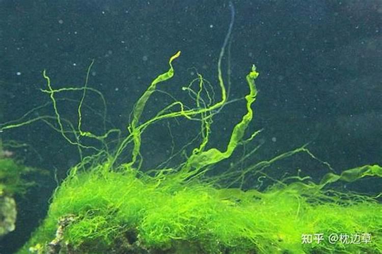 浇花的水如果长绿藻了,还可以用么？