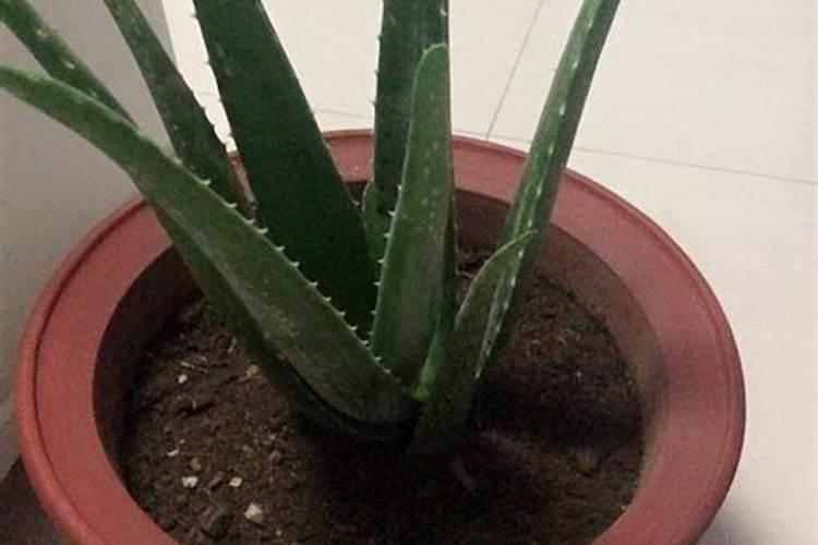 家养芦荟一般施什么肥叶片直挺肥厚