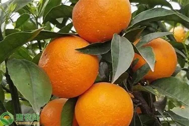 沃柑高产关键种植技术要点