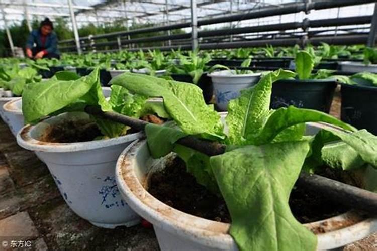 施什么肥白菜长的最茂盛