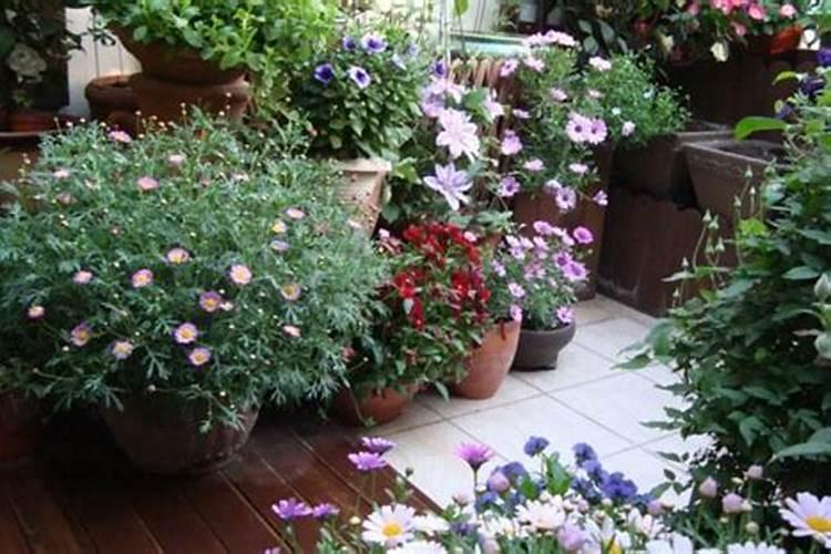 种花草要下什么肥料