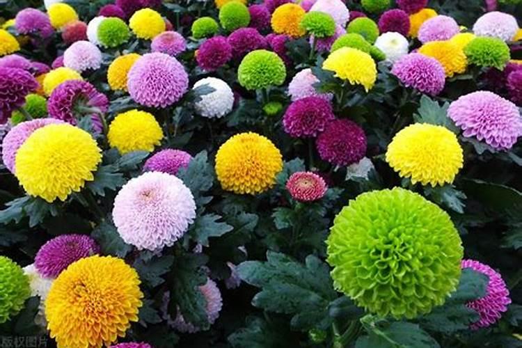 乒乓菊什么时候开花 什么时候乒乓菊开花