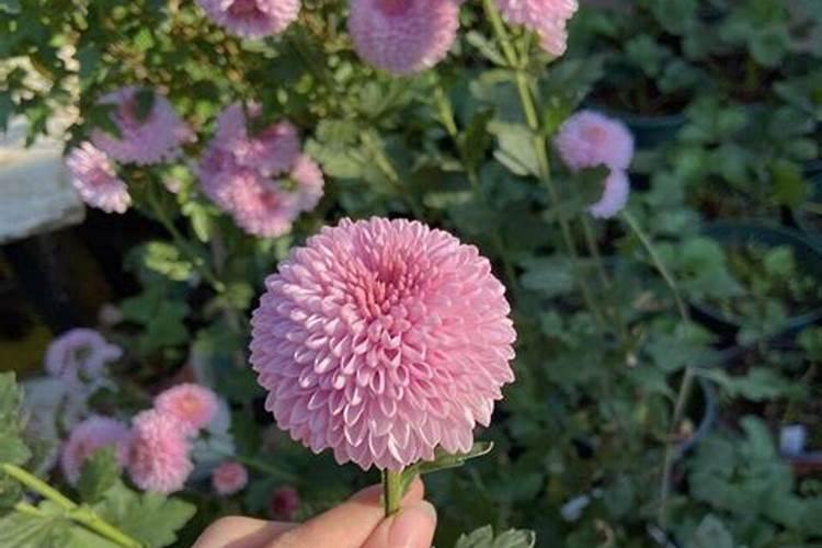 养乒乓球花要注意什么？