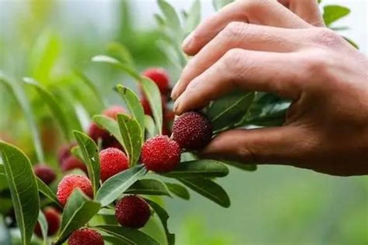 杨梅树施什么肥